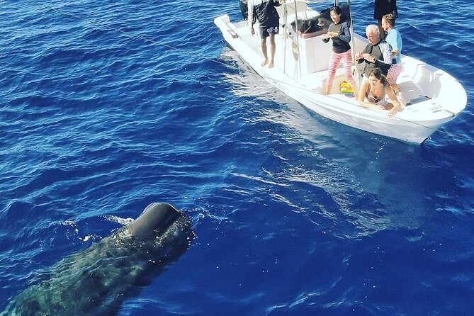 Whale Dream ltd - Whales watching and swim with dolphins - The value of a private boat for up to four