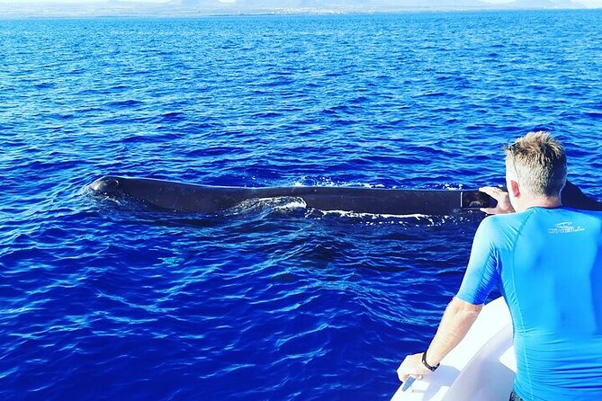 Whale Dream ltd - Whales watching and swim with dolphins - My take: a strong choice for an ethical wildlife morning