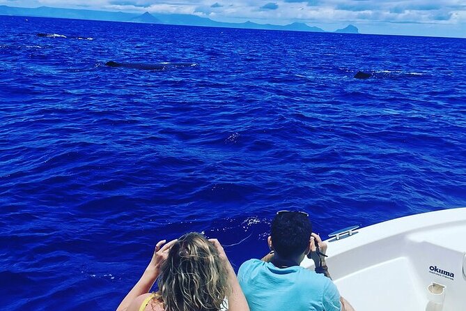 Whale Dream ltd - Whales watching and swim with dolphins - Swimming with spinner and bottlenose dolphins