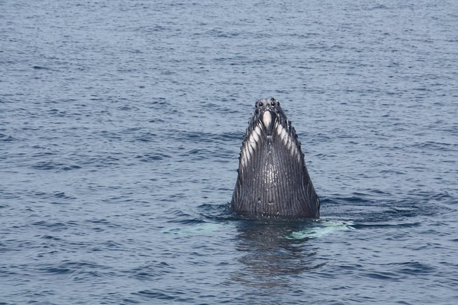 Whale Encounter Puerto Vallarta - Why the guides matter