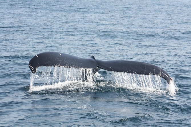 Whale Encounter Puerto Vallarta - What is included, and what you pay