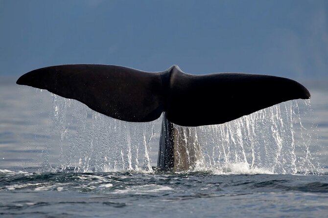 Whale Safari in Tromso - Finding a clear view with 170 people aboard