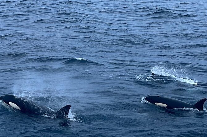 Whale Safari in Tromso - What the $182 price buys you