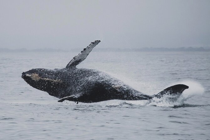 Whale Safari in Tromso - Who will enjoy this trip most