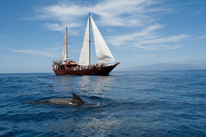 Whale Safari to Los Gigantes with pickup from North - Key points to know before booking