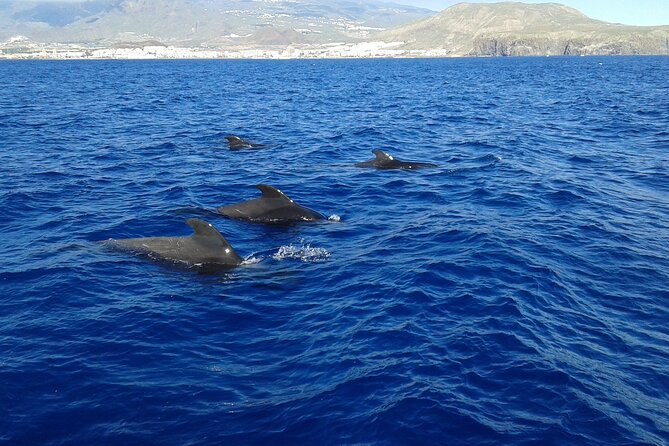 Whale Safari to Los Gigantes with pickup from North - Is $74.71 a fair price?