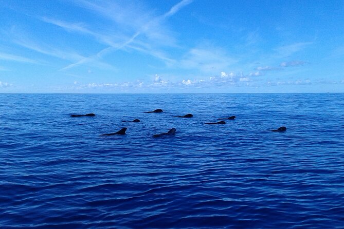 Whale Safari to Los Gigantes with pickup from North - Practical packing advice for this cruise