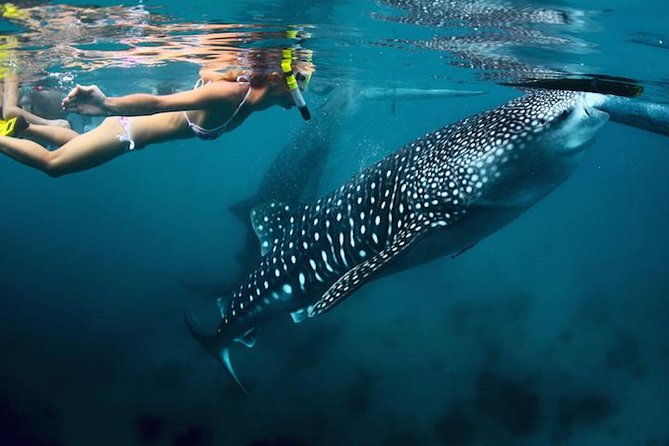 Whale-Shark Snorkeling Excursion to La Paz - Key points to know before booking
