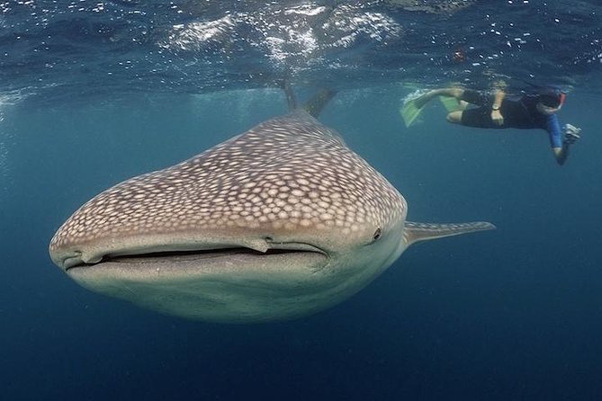 Whale-Shark Snorkeling Excursion to La Paz - The early start from Cabo San Lucas