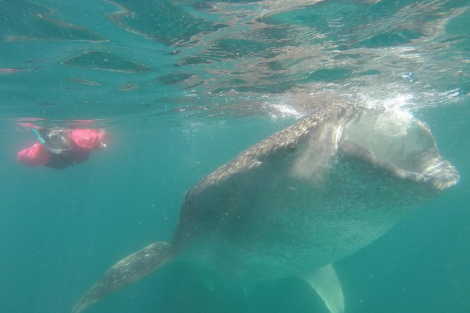 Whale-Shark Snorkeling Excursion to La Paz - Three hours searching for whale sharks