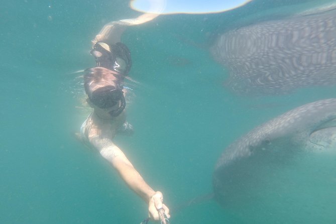 Whale-Shark Snorkeling Excursion to La Paz - Lunch after the water