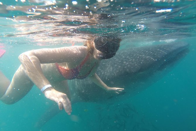 Whale-Shark Snorkeling Excursion to La Paz - La Paz and the return toward Cabo