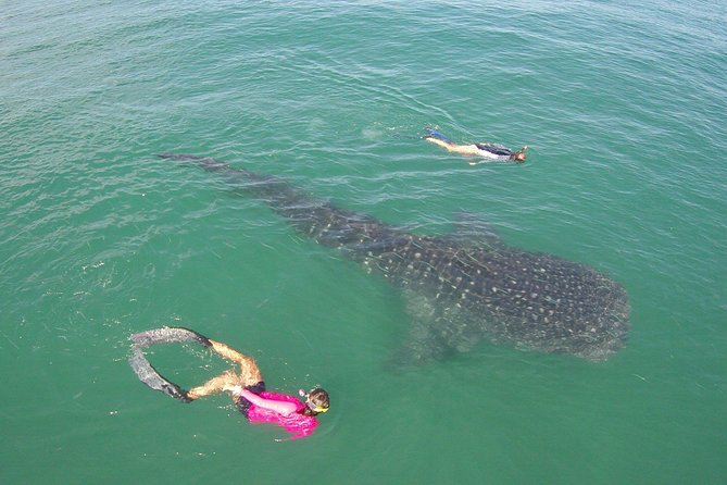Whale-Shark Snorkeling Excursion to La Paz - Is $349 a fair price?