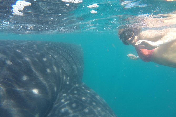 Whale-Shark Snorkeling Excursion to La Paz - Who should book this whale-shark trip?