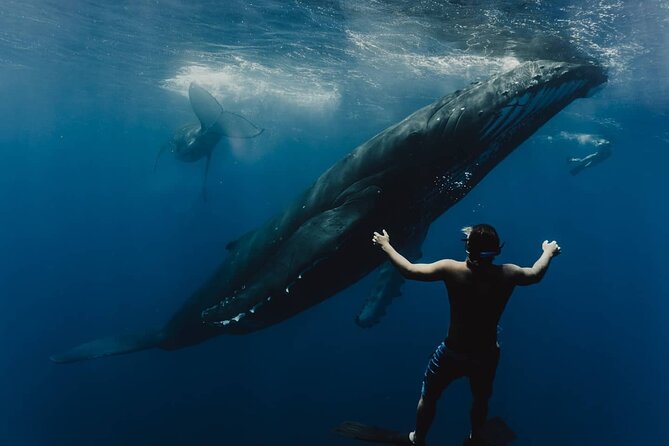 Whale Tour - Observe and swim with whales - Key points before you book