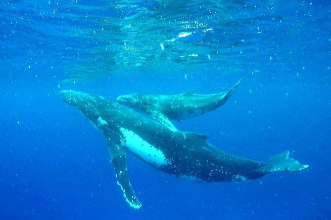 Whale Tour - Observe and swim with whales - Why swimming with Moorea’s whales feels different
