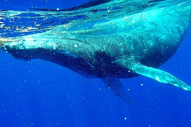 Whale Tour - Observe and swim with whales - What the whale encounter can actually involve