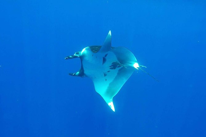Whale Tour - Observe and swim with whales - The short lagoon stop with rays and sharks