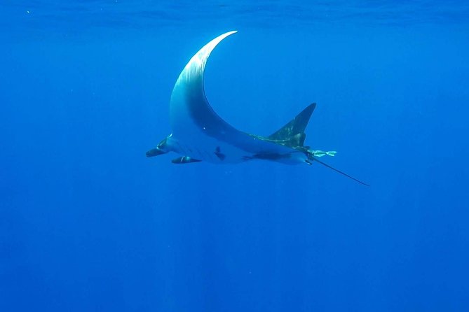 Whale Tour - Observe and swim with whales - What is included, and what you should pack