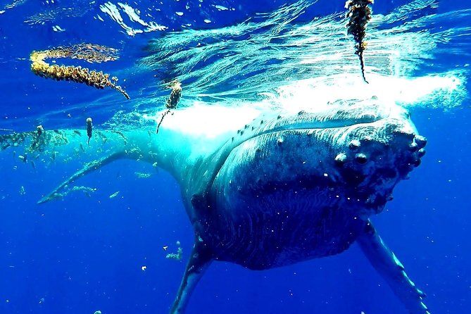 Whale Tour - Observe and swim with whales - The four-hour search from Moorea