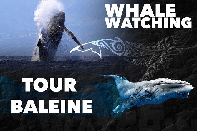 WHALE TOUR - Watching and Swimming with Whales - Four hours in Moorea’s whale waters
