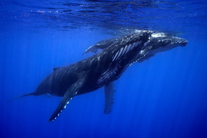 WHALE TOUR - Watching and Swimming with Whales - The open boat is part of the challenge