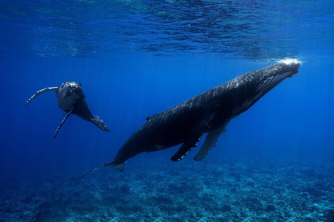 WHALE TOUR - Watching and Swimming with Whales - Henua and Nicolas set the tone