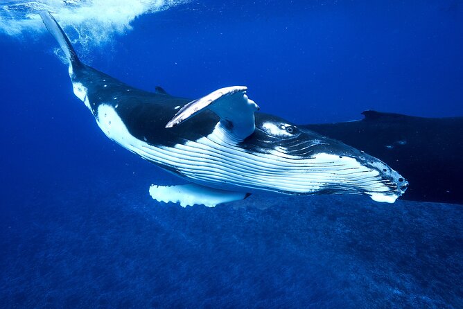 WHALE TOUR - Watching and Swimming with Whales - Who should book this experience?