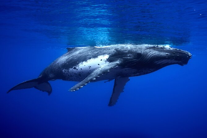 WHALE TOUR - Watching and Swimming with Whales - Practical details before you pay