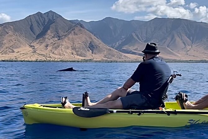 Whale Watch and Scenic Tour from Kayak - Key points to know before you book