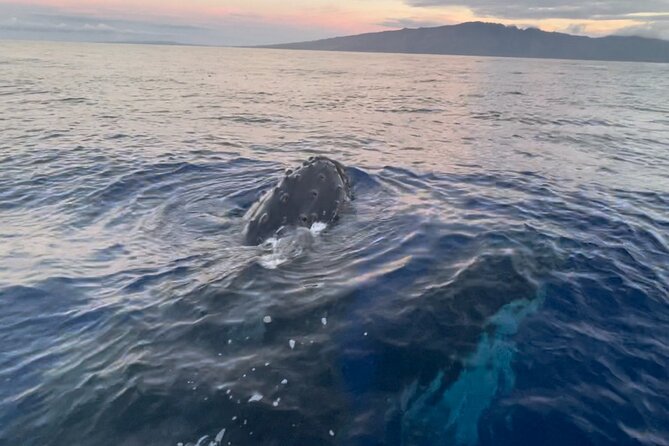 Whale Watch and Scenic Tour from Kayak - Starting at Olowalu Beach