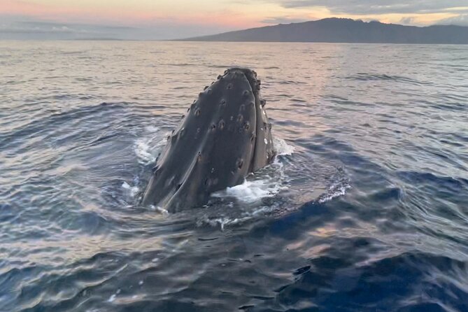 Whale Watch and Scenic Tour from Kayak - Following the West Maui coast