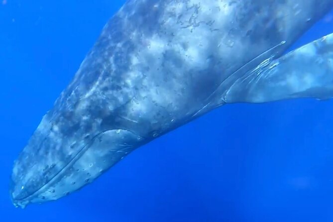 Whale Watch and Scenic Tour from Kayak - A relaxed two-and-a-half-hour pace