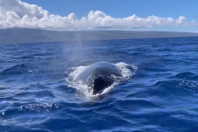 Whale Watch and Scenic Tour from Kayak - What to bring from the beach