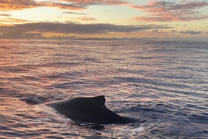 Whale Watch and Scenic Tour from Kayak - Value, guide quality, and group size
