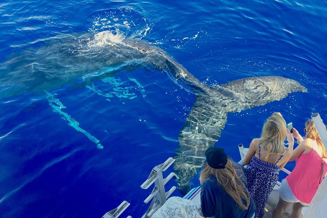 Whale Watch and Turtles Snorkel - Key points to know before booking