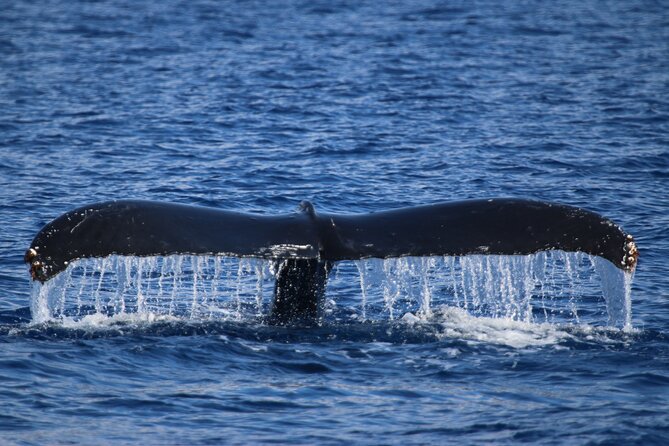 Whale Watch and Turtles Snorkel - Why this Maui boat trip works so well