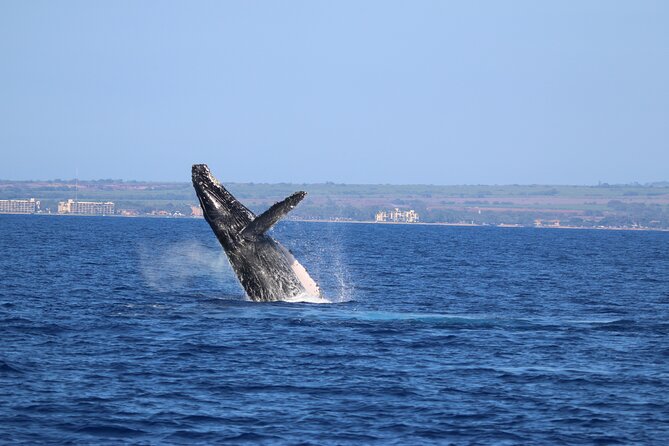 Whale Watch and Turtles Snorkel - The crew earns much of the price
