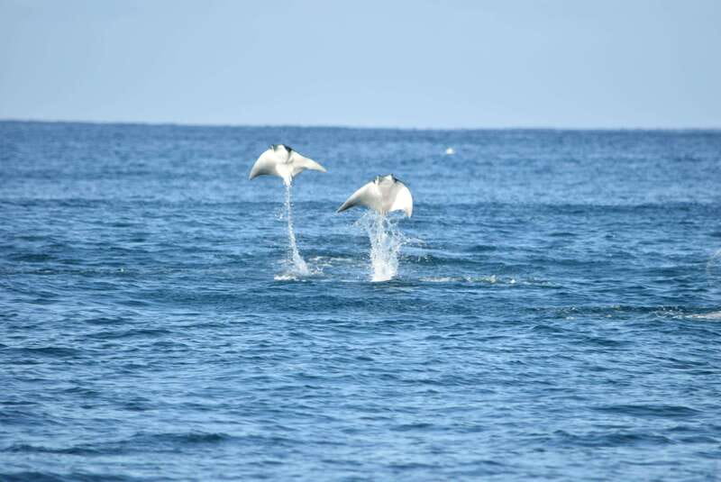 Whale Watch Cabo: Group Whale Watching Tour - FREE photos - Key points at a glance