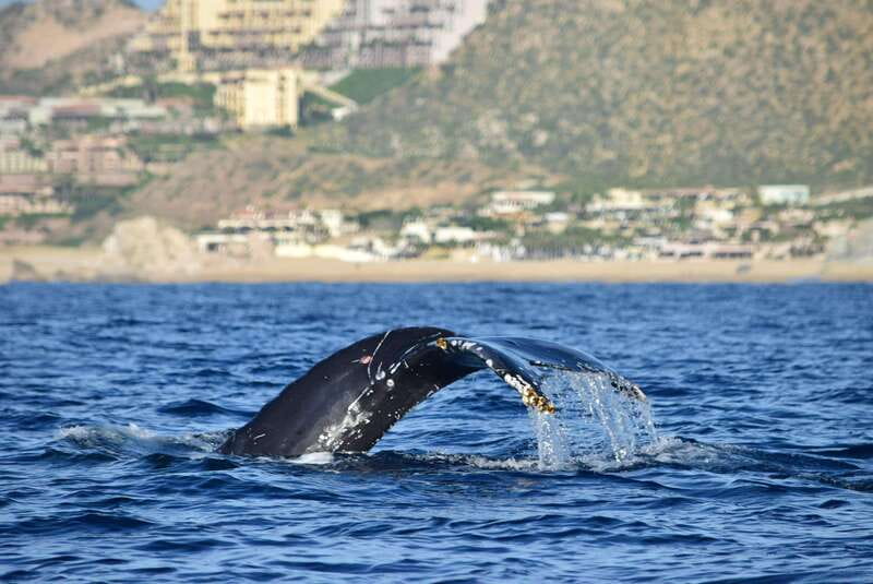 Whale Watch Cabo: Group Whale Watching Tour - FREE photos - Why this Cabo whale trip feels different
