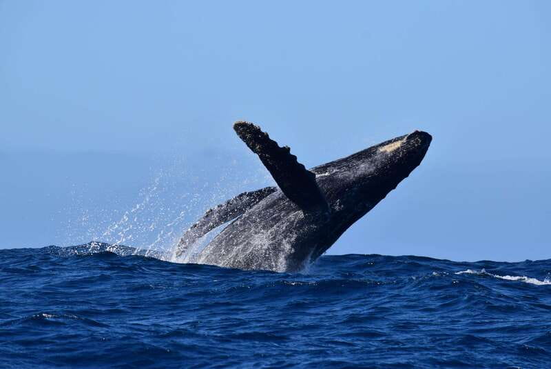 Whale Watch Cabo: Group Whale Watching Tour - FREE photos - Searching for humpbacks beyond the bay