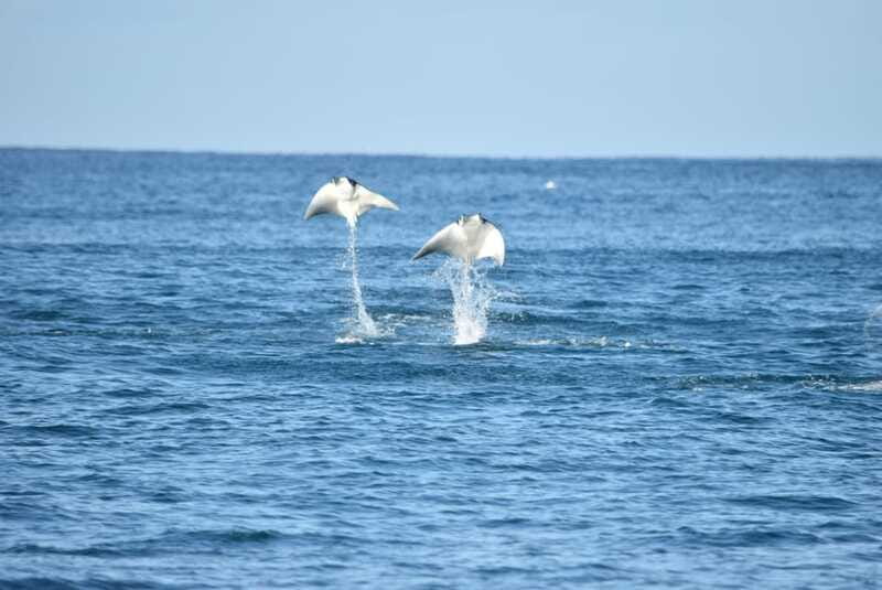 Whale Watch Cabo: Group Whale Watching Tour - FREE photos - What the marine biologist adds