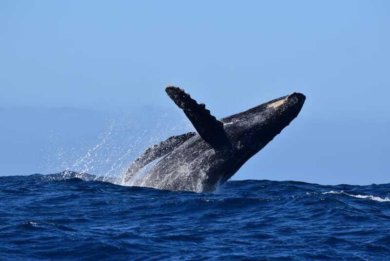 Whale Watch Cabo: Group Whale Watching Tour - FREE photos - Is $123 a fair price?