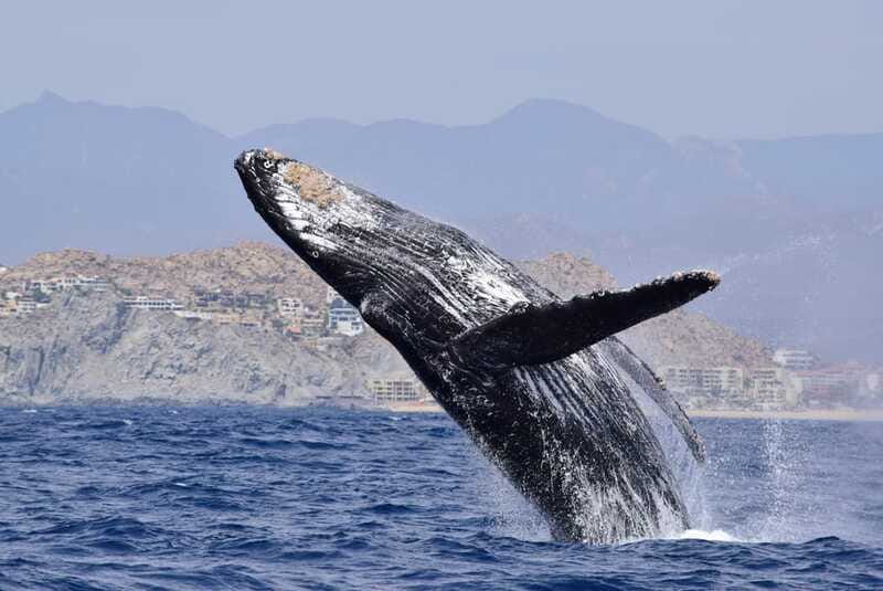 Whale Watch Cabo: Group Whale Watching Tour - FREE photos - My call: a strong pick for serious whale watching