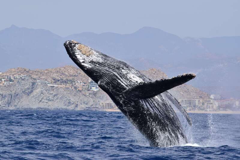 Whale Watch Cabo: Group Whale Watching Tour - FREE photos - Leaving Plaza Bonita for Cabo’s famous rocks