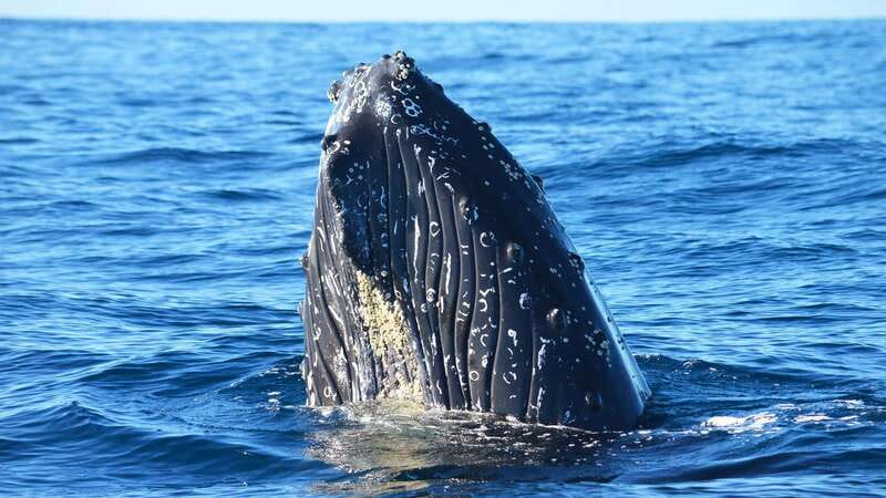 Whale Watch Cabo: Zodiac Whale Adventure - FREE Photos - Why the small zodiac matters in Cabo
