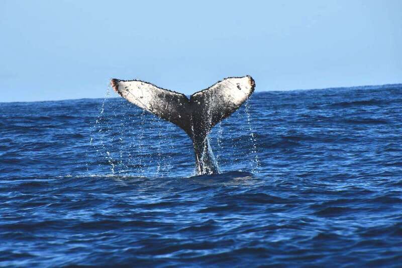 Whale Watch Cabo: Zodiac Whale Adventure - FREE Photos - Searching for humpback whales