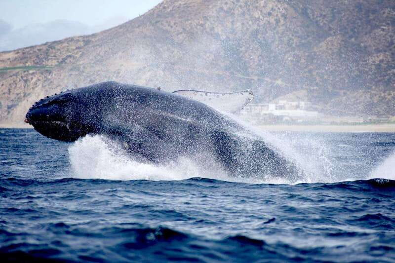 Whale Watch Cabo: Zodiac Whale Adventure - FREE Photos - Wildlife beyond the whales