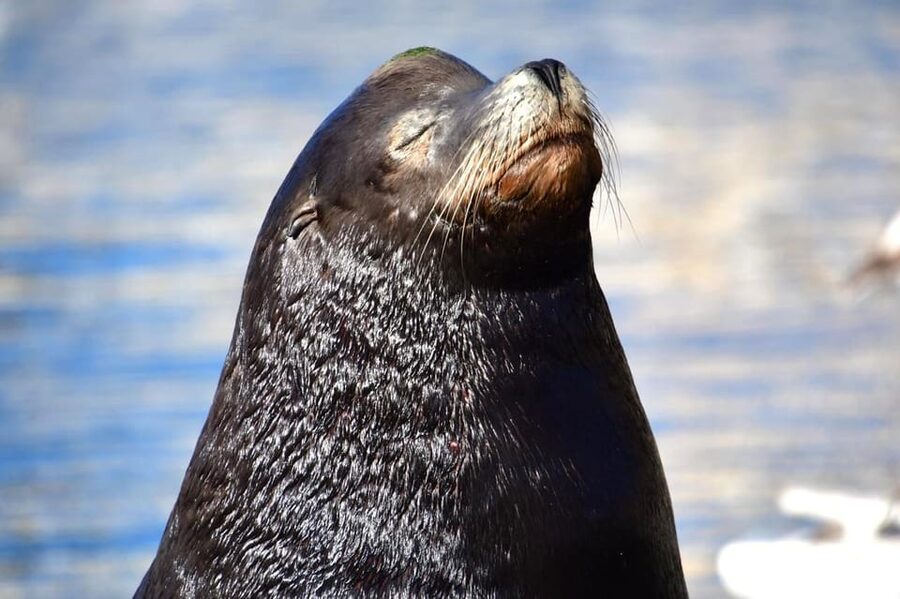 Whale Watch Cabo: Zodiac Whale Adventure - FREE Photos - Free photos, with a practical catch