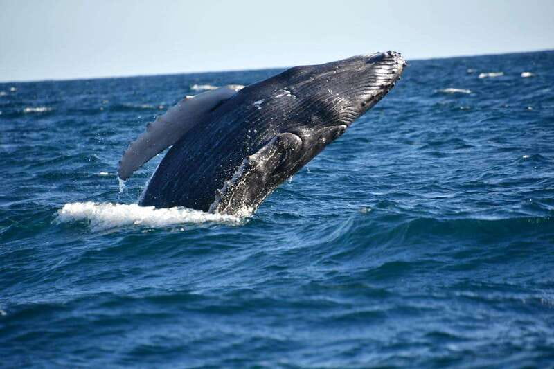 Whale Watch Cabo: Zodiac Whale Adventure - FREE Photos - Who should choose this tour